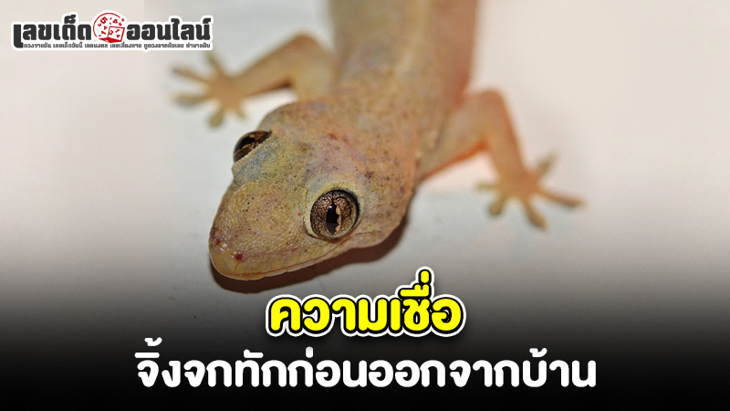 รูปภาพความเชื่อ จิ้งจกทักก่อนออกจากบ้านของ lekdedonline