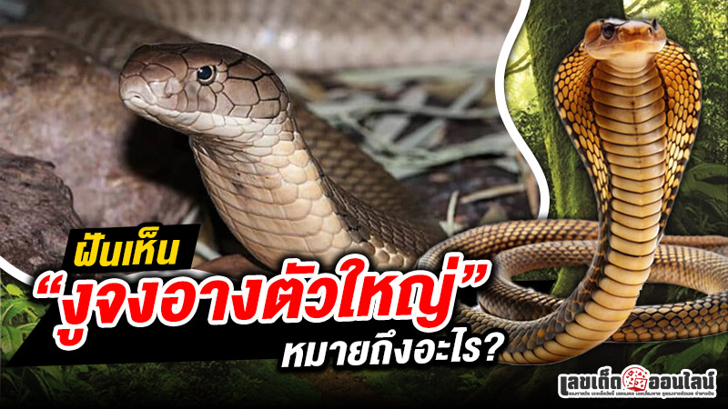 รูปภาพฝันเห็นงูจงอางตัวใหญ่หมายถึงอะไรของ lekdedonline
