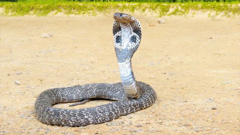 รูปภาพงูจงอาง