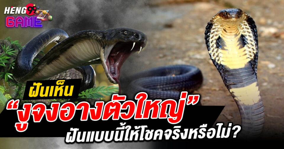 ฝันเห็นงูจงอางตัวใหญ่ -"Dreaming of a large king cobra"